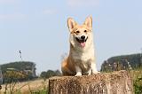CORGI PEMBROKE 288